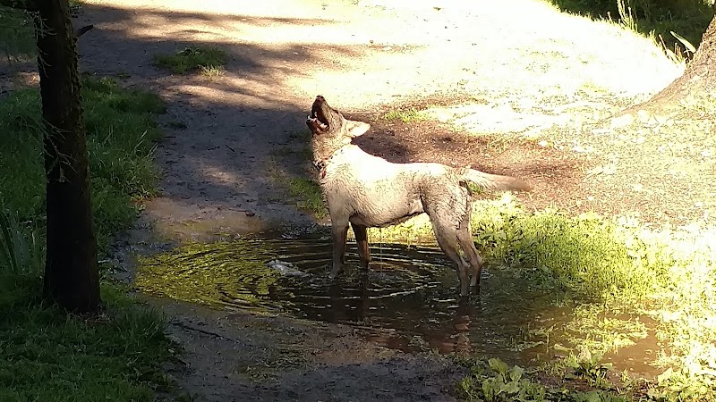 French Lake Off-Leash Dog Park