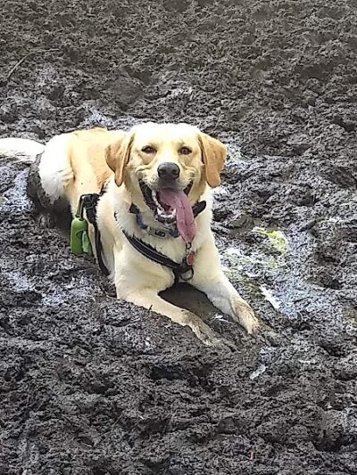 French Lake Off-Leash Dog Park