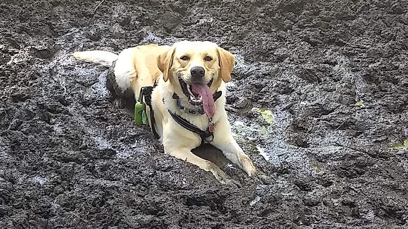 French Lake Off-Leash Dog Park