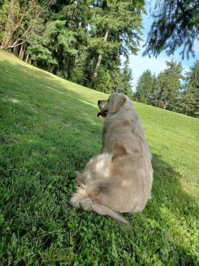 French Lake Off-Leash Dog Park