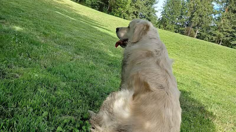 French Lake Off-Leash Dog Park