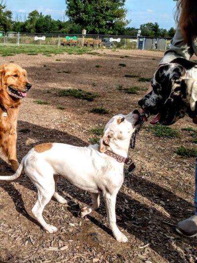Thompson Road Regional Dog Park - Fenton, MI