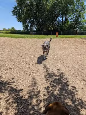 Thompson Road Regional Dog Park - Fenton, MI