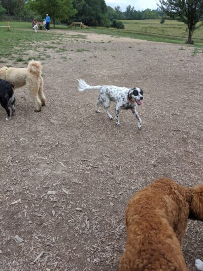 Thompson Road Regional Dog Park - Fenton, MI