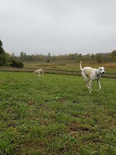 Thompson Road Regional Dog Park - Fenton, MI