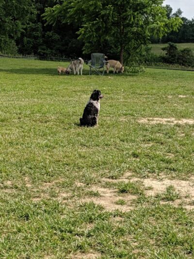Thompson Road Regional Dog Park - Fenton, MI