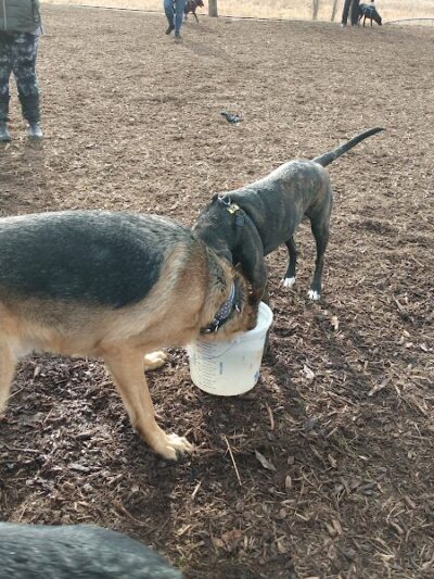 Thompson Road Regional Dog Park - Fenton, MI
