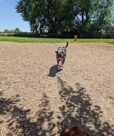 Thompson Road Regional Dog Park - Fenton, MI