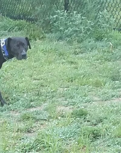 Fitchburg Dog Park - Fitchburg, MA