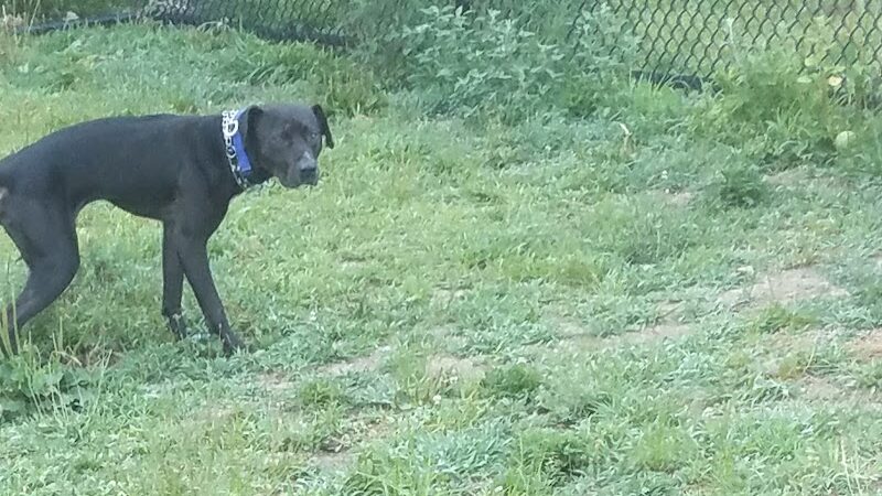 Fitchburg Dog Park - Fitchburg, MA