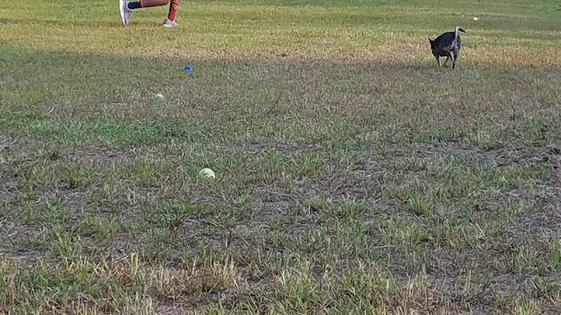 Fitchburg Dog Park - Fitchburg, MA