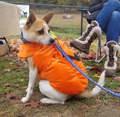 Fitchburg Dog Park - Fitchburg, MA