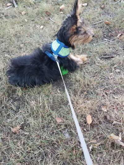 Fitchburg Dog Park - Fitchburg, MA