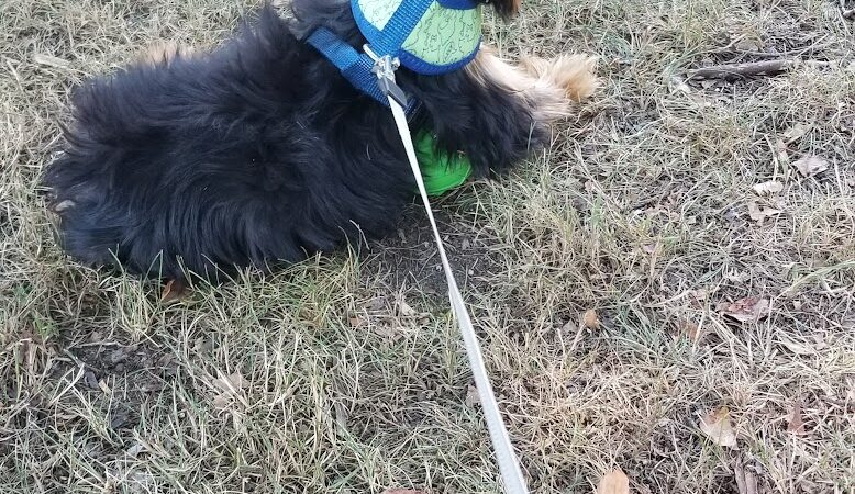 Fitchburg Dog Park - Fitchburg, MA