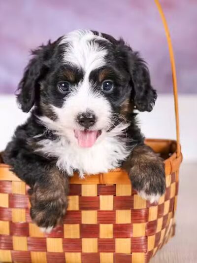 Walnut Valley Puppies - Flat Rock, IL