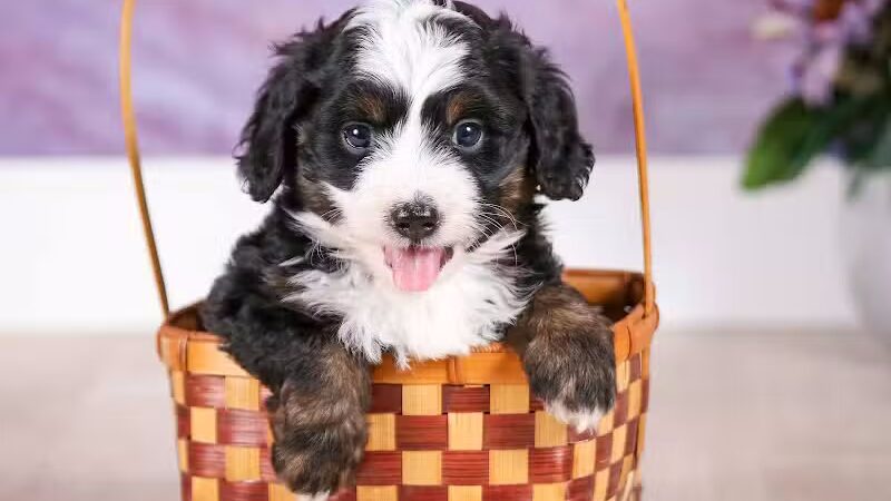 Walnut Valley Puppies - Flat Rock, IL