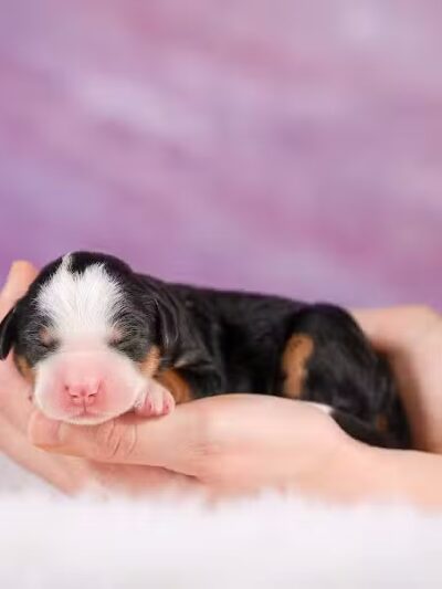 Walnut Valley Puppies - Flat Rock, IL