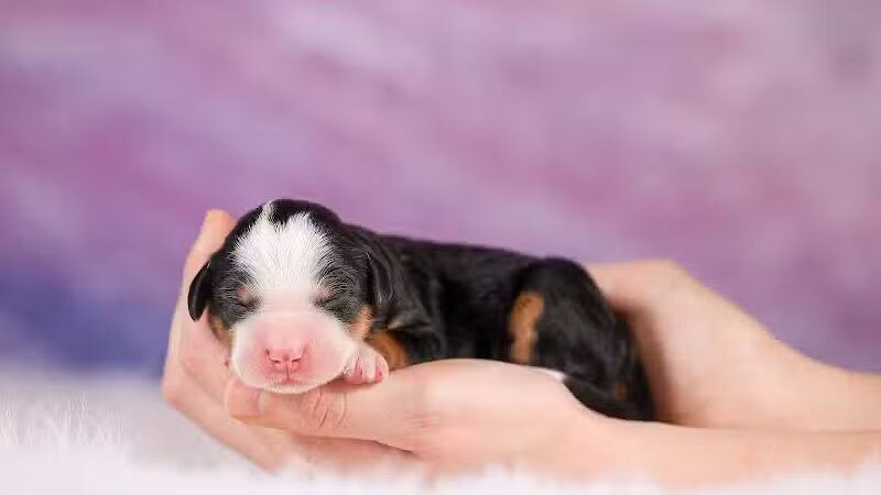 Walnut Valley Puppies - Flat Rock, IL