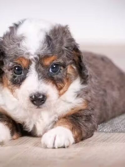 Walnut Valley Puppies - Flat Rock, IL