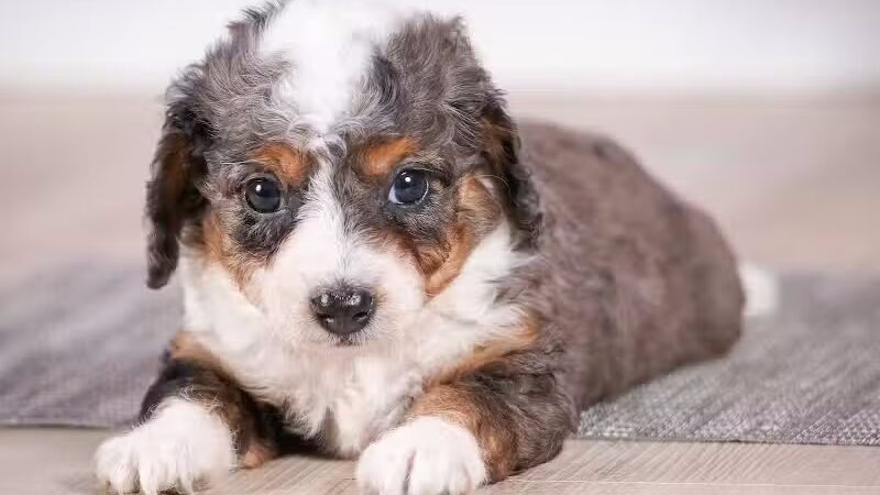 Walnut Valley Puppies - Flat Rock, IL