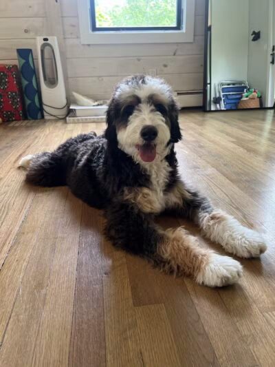 Walnut Valley Puppies - Flat Rock, IL