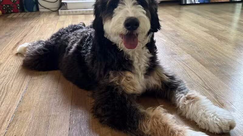 Walnut Valley Puppies - Flat Rock, IL