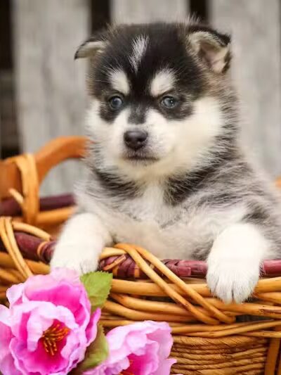 Walnut Valley Puppies - Flat Rock, IL