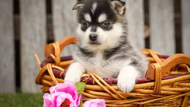 Walnut Valley Puppies - Flat Rock, IL