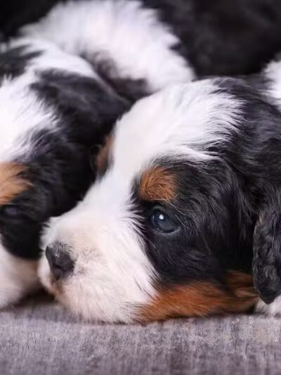 Walnut Valley Puppies - Flat Rock, IL