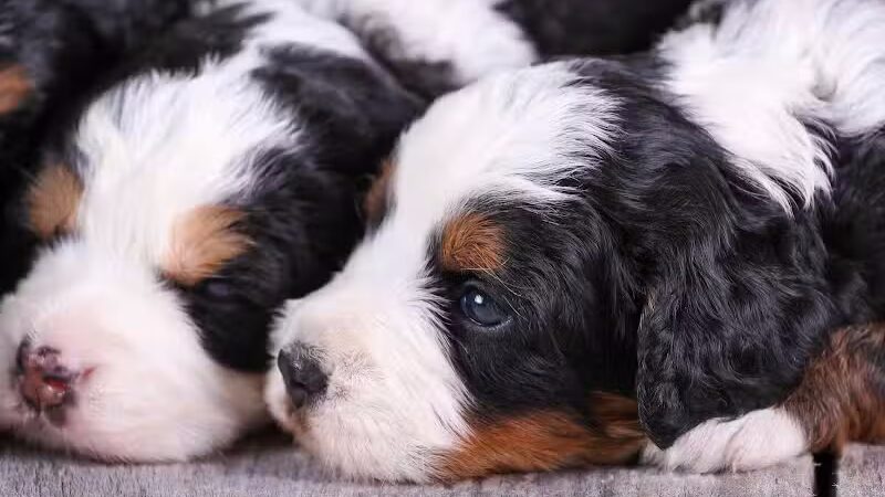 Walnut Valley Puppies - Flat Rock, IL