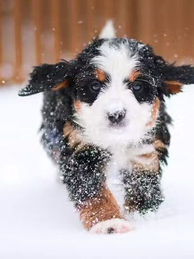 Walnut Valley Puppies - Flat Rock, IL