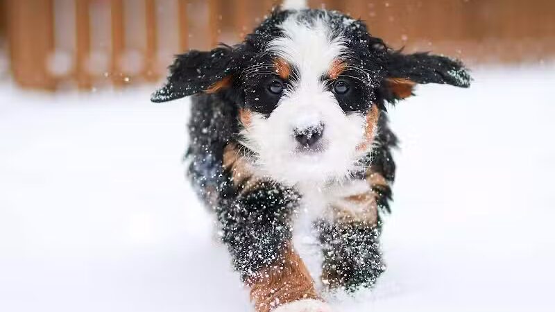 Walnut Valley Puppies - Flat Rock, IL