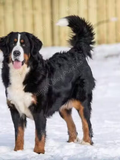 Walnut Valley Puppies - Flat Rock, IL