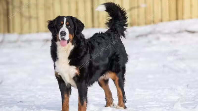 Walnut Valley Puppies - Flat Rock, IL