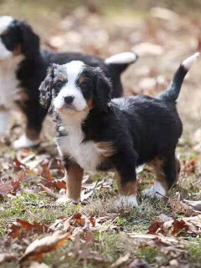 Walnut Valley Puppies - Flat Rock, IL