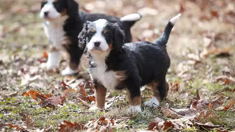 Walnut Valley Puppies - Flat Rock, IL