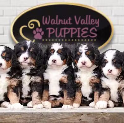 Walnut Valley Puppies - Flat Rock, IL