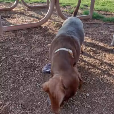 Florence Dog Park - Florence, AZ