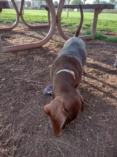 Florence Dog Park - Florence, AZ