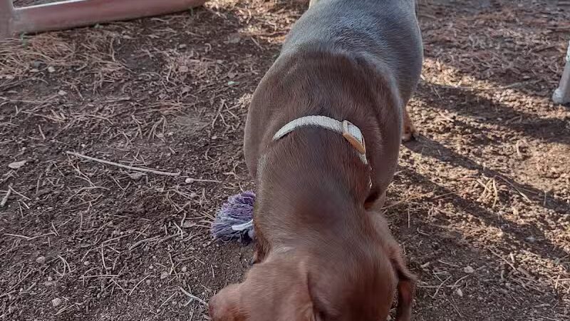 Florence Dog Park - Florence, AZ