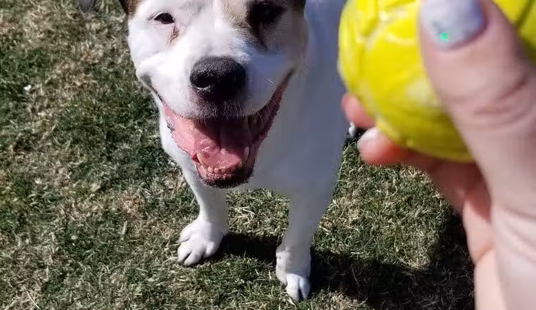 Florence Dog Park - Florence, AZ