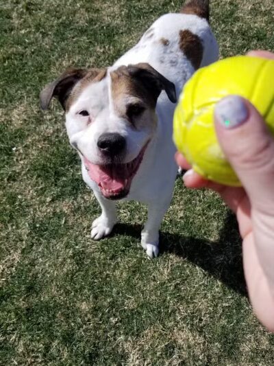 Florence Dog Park - Florence, AZ