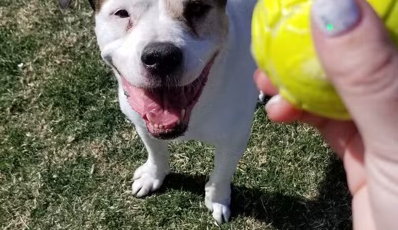 Florence Dog Park - Florence, AZ