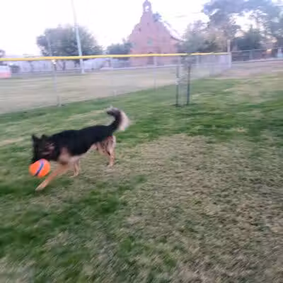 Florence Dog Park - Florence, AZ
