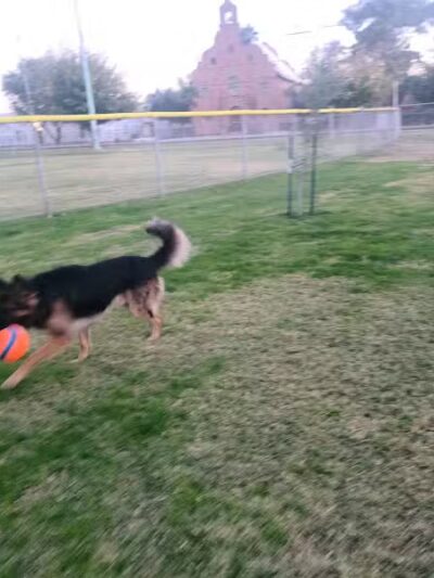 Florence Dog Park - Florence, AZ