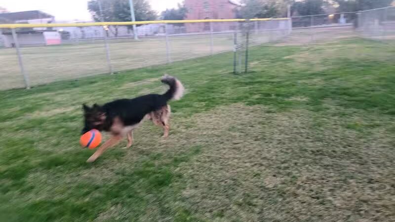 Florence Dog Park - Florence, AZ