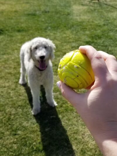 Florence Dog Park - Florence, AZ