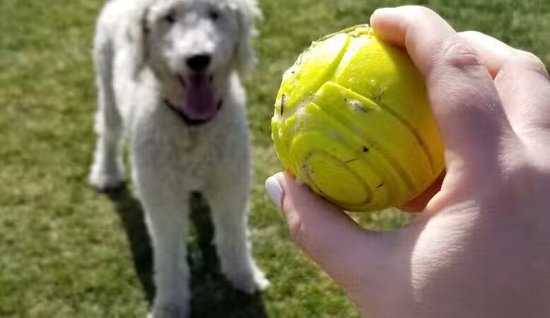 Florence Dog Park - Florence, AZ