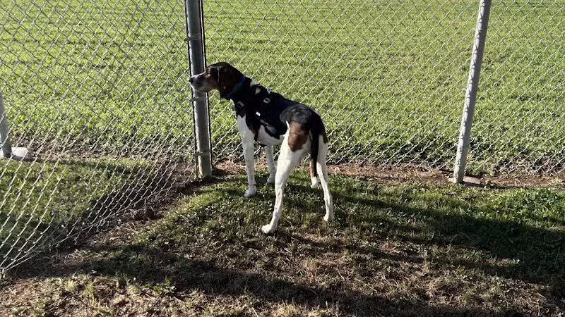 Florence Dog Park - Florence, AZ