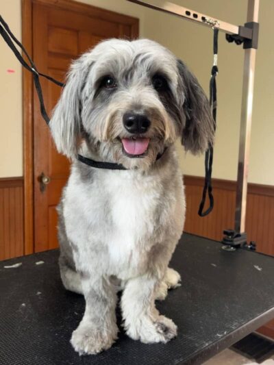 The Bark Park & Patio - Florence, KY